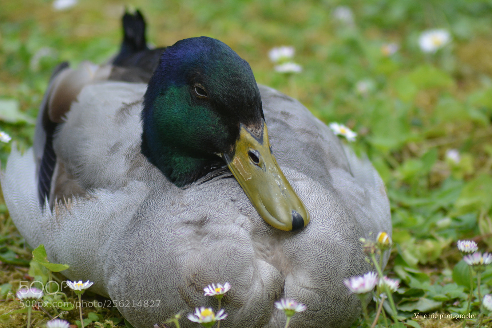 Nikon D5200 sample photo. Ne pas déranger photography