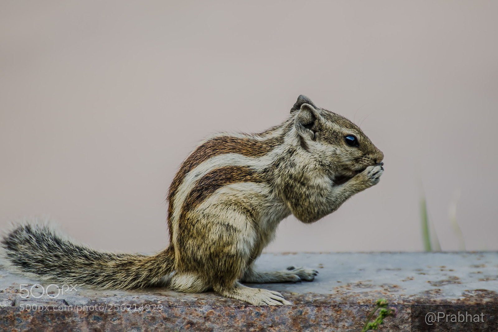 Nikon D7000 sample photo. Don’t disturb photography