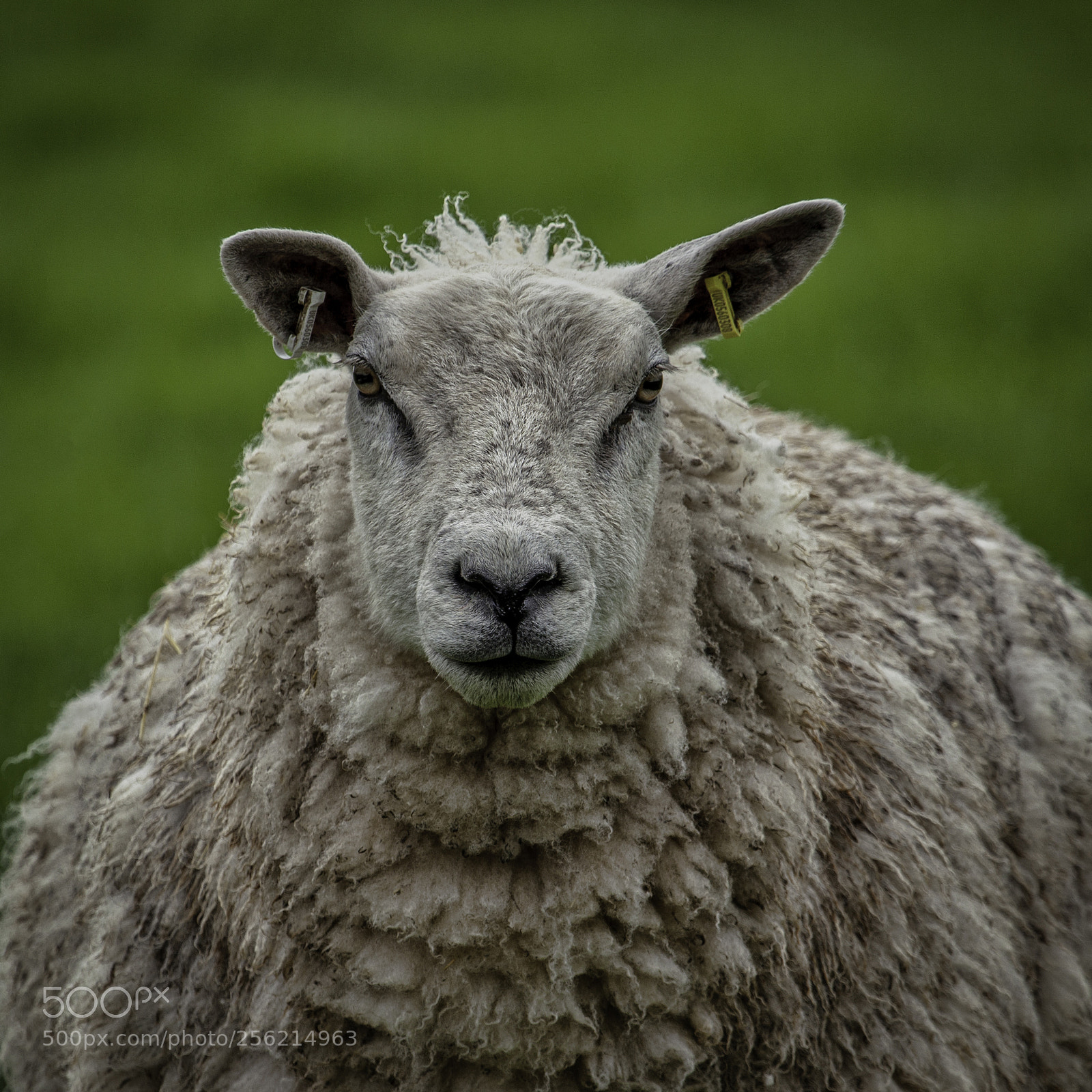 Canon EOS 5D Mark II sample photo. Sheep photography