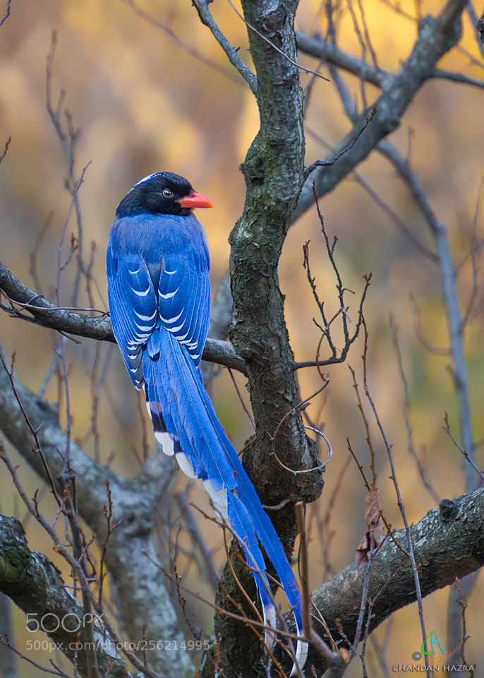 Nikon D7000 sample photo. Red billed blue magpie photography