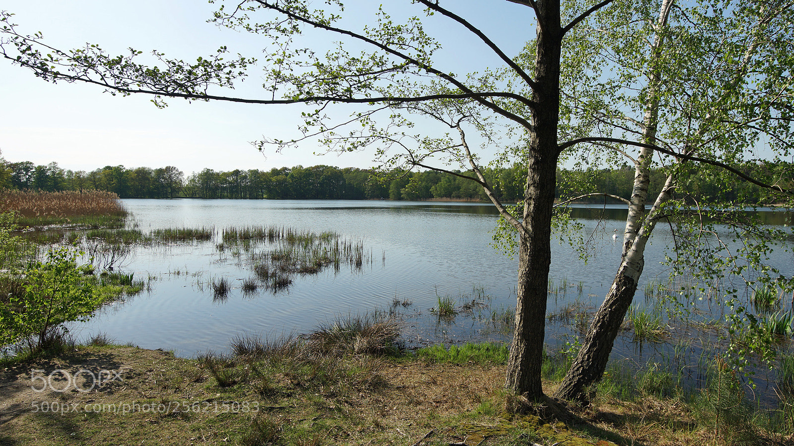Sony SLT-A99V sample photo. Dahlener heide photography