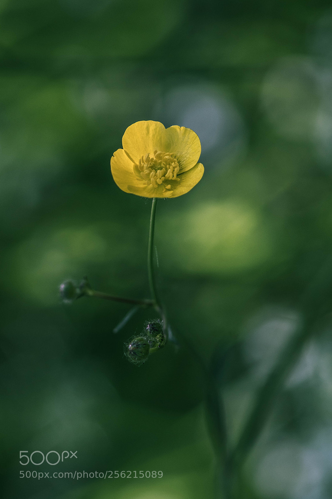 Canon EOS 7D Mark II sample photo. Renoncule photography