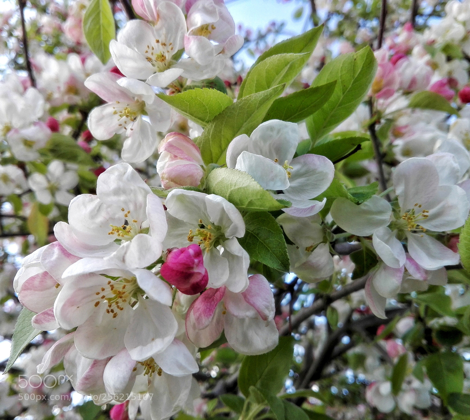 HUAWEI P8 Lite sample photo. Colors... photography
