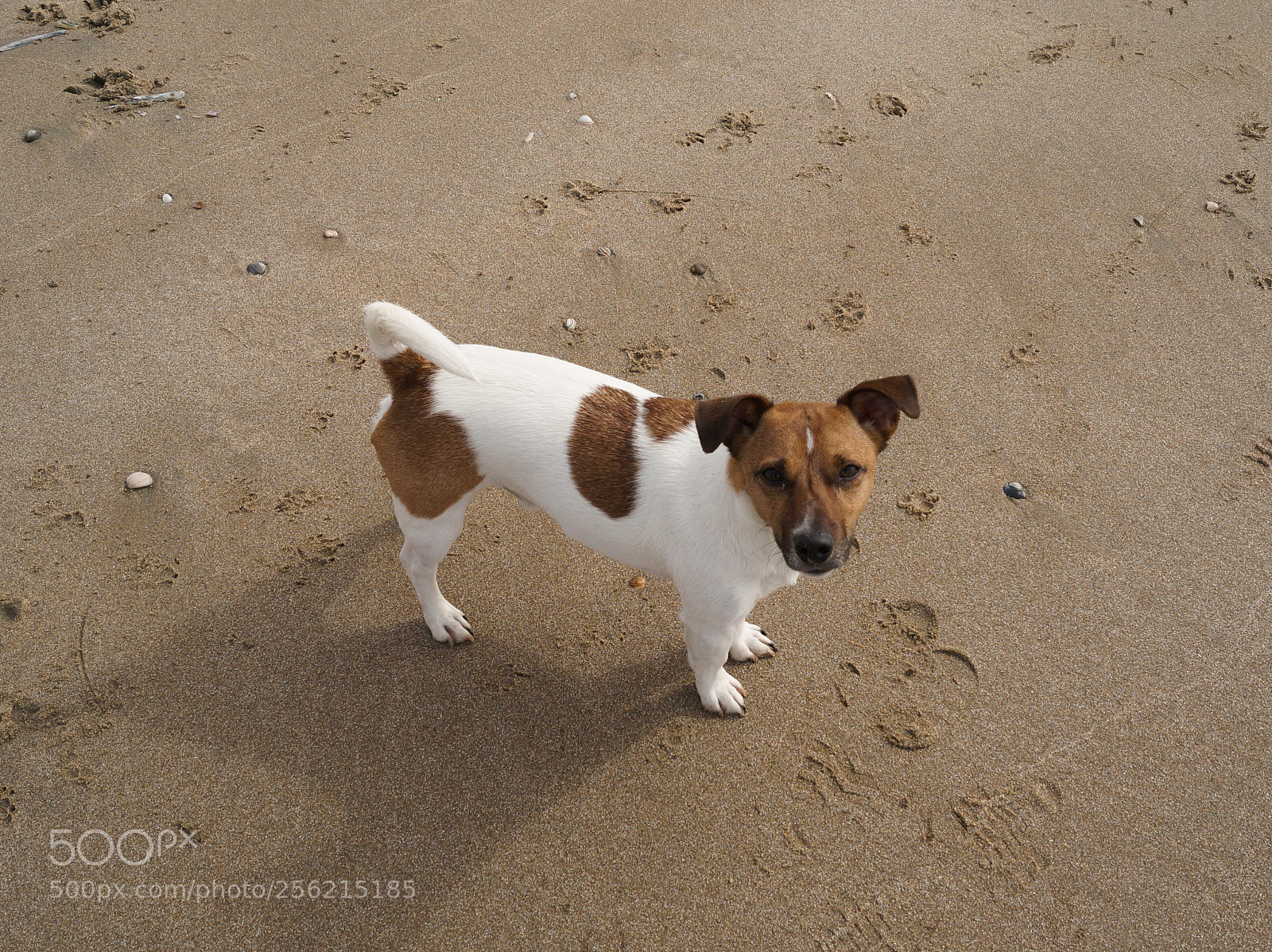 Sony SLT-A58 sample photo. Jack russel dog photography