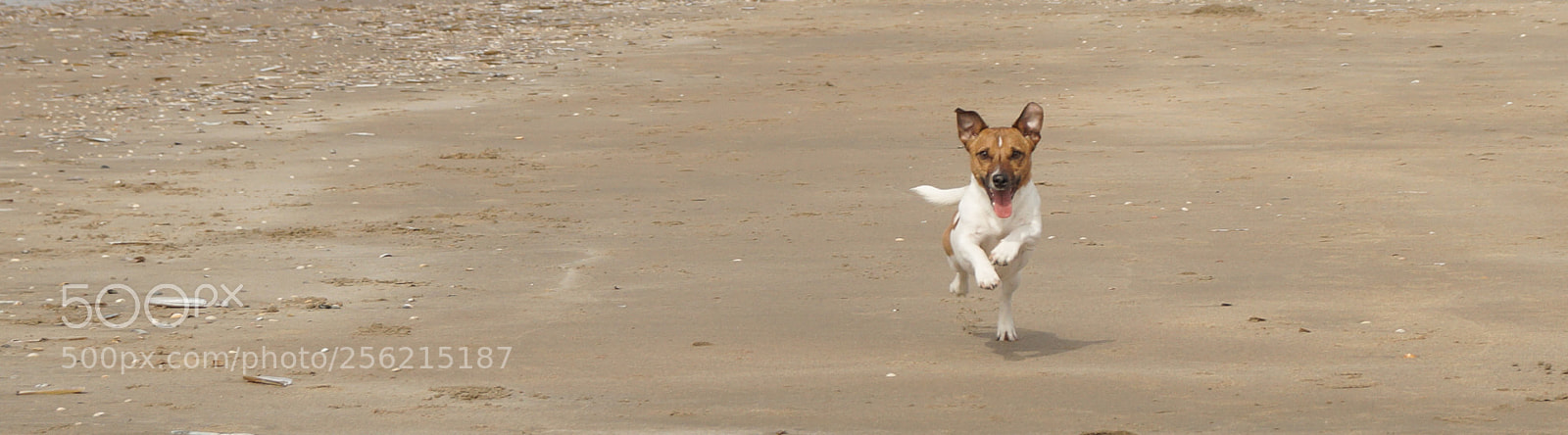 Sony SLT-A58 sample photo. Jack russel dog photography