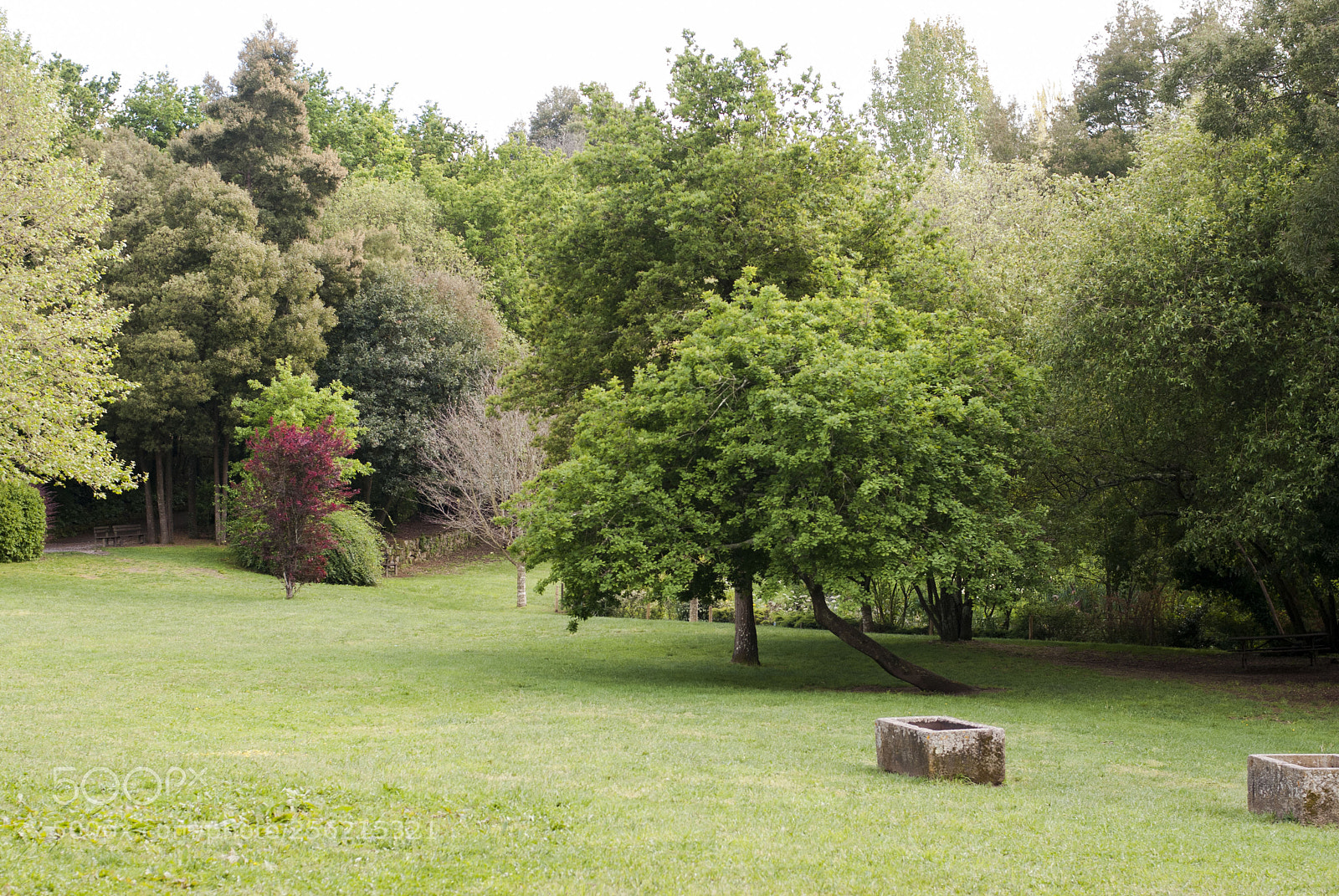 Nikon D80 sample photo. Parque da lavandeira photography