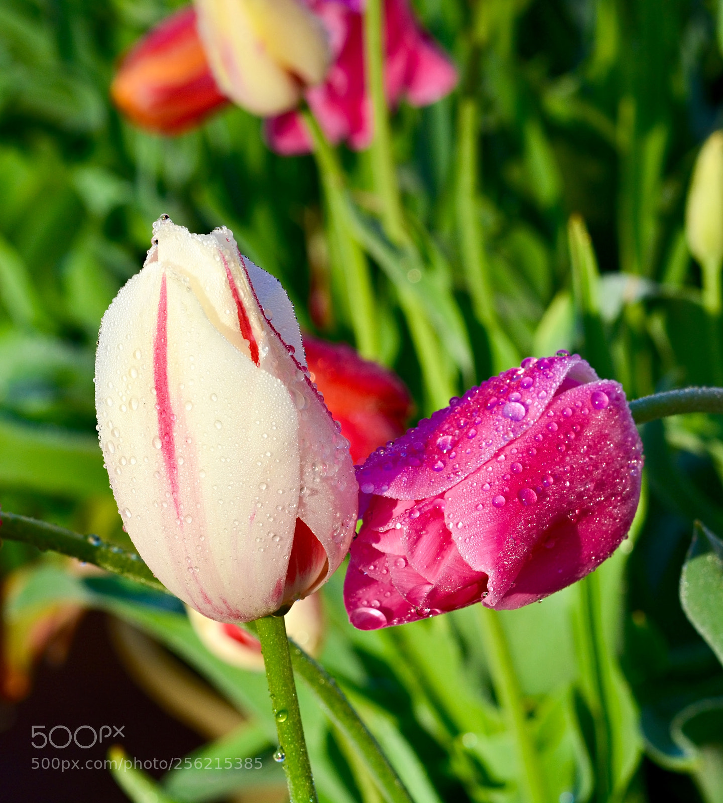 Nikon D610 sample photo. Flowers photography