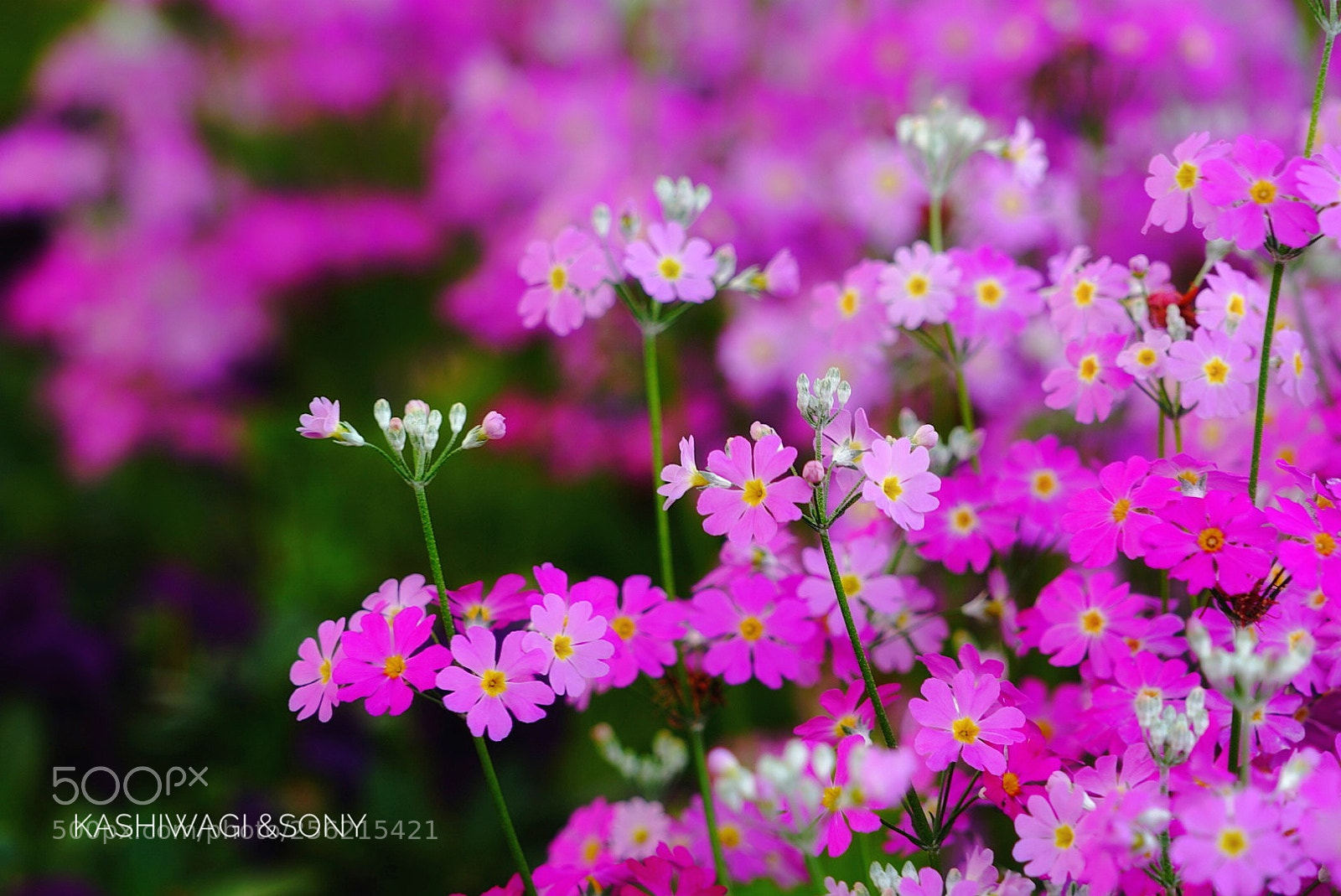 Sony a7 II sample photo. Pink! pink! pink! photography