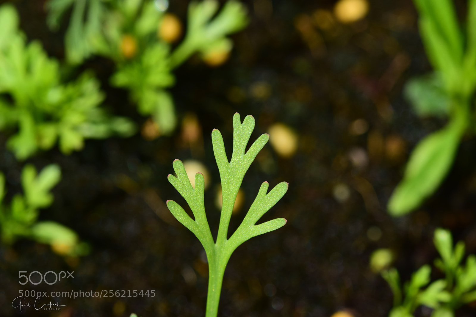 Nikon D5300 sample photo. Green leaf photography