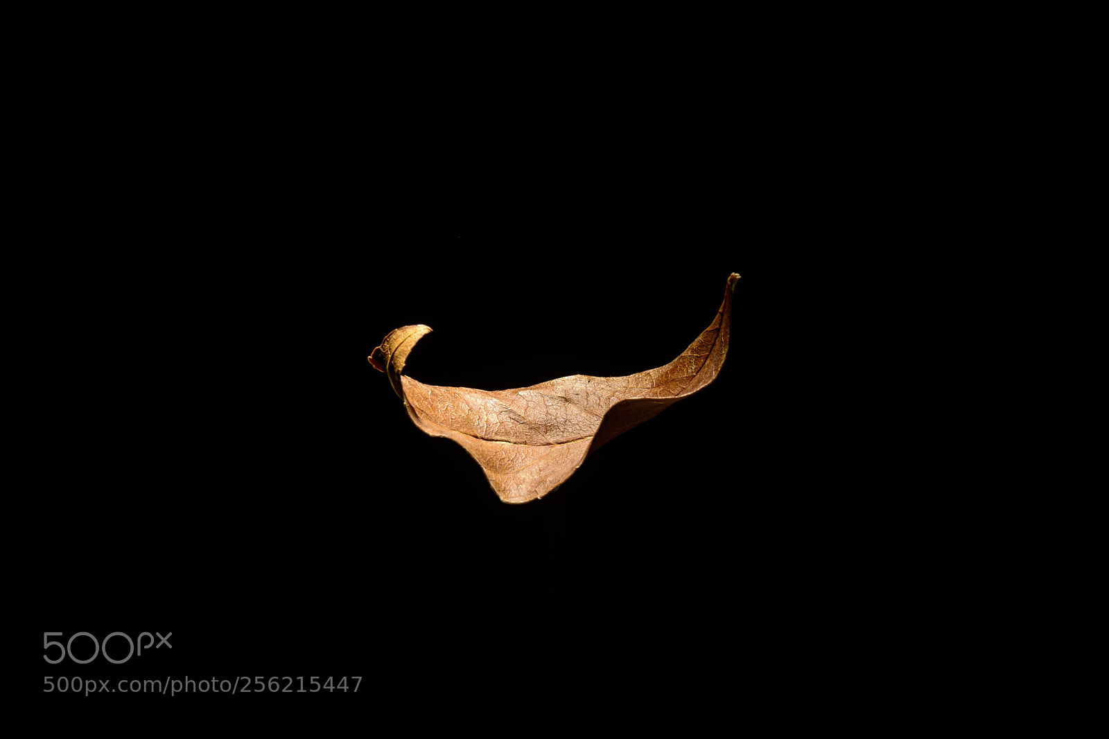 Nikon D800 sample photo. Withered leaf photography