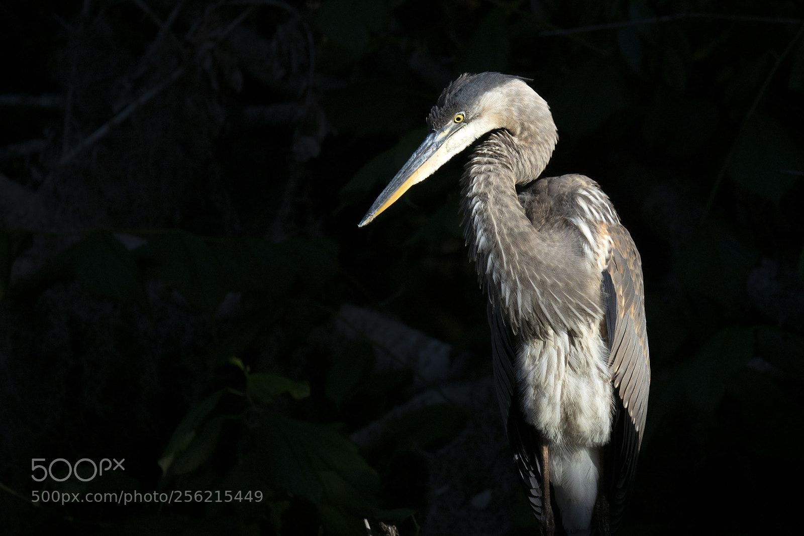 Olympus OM-D E-M1 Mark II sample photo. Great blue heron in photography