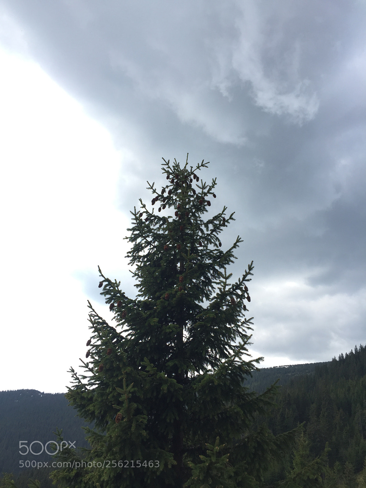 Apple iPhone 6 sample photo. Tip of a tree photography