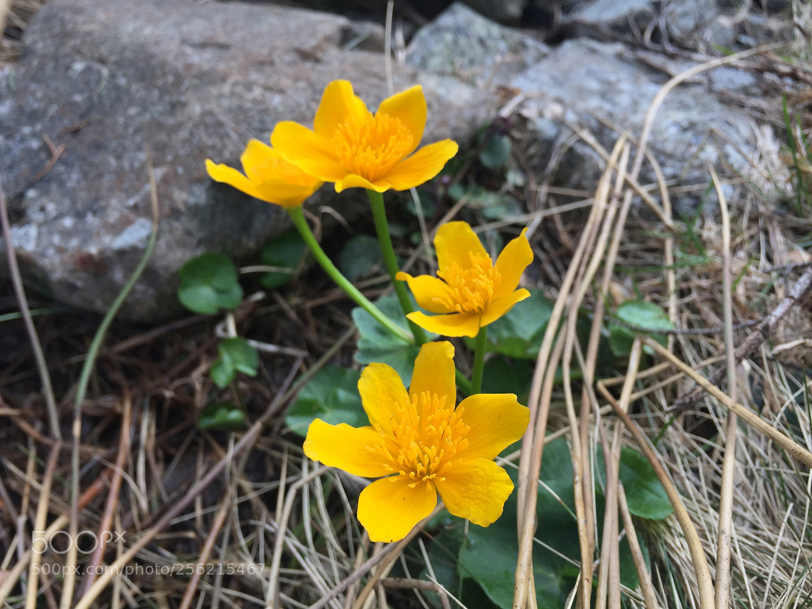 Apple iPhone 6 sample photo. Yellow flowers in the photography