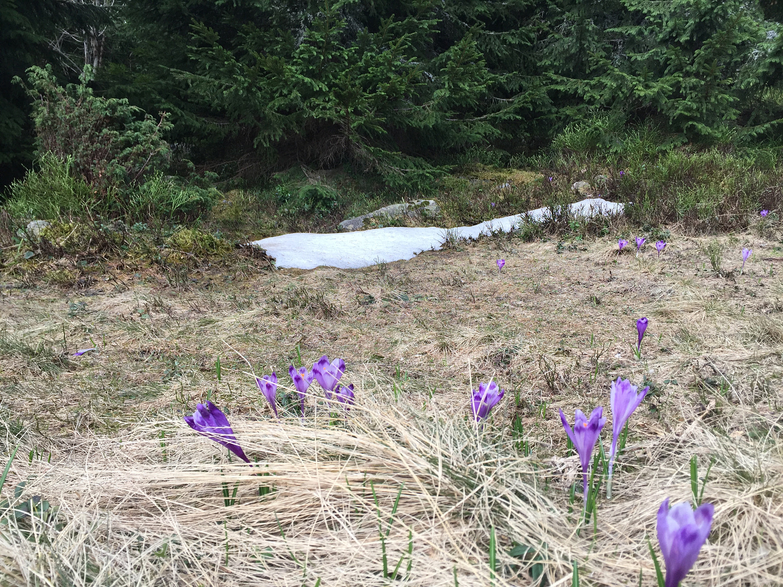 Apple iPhone 6 sample photo. Flowers in the grass photography