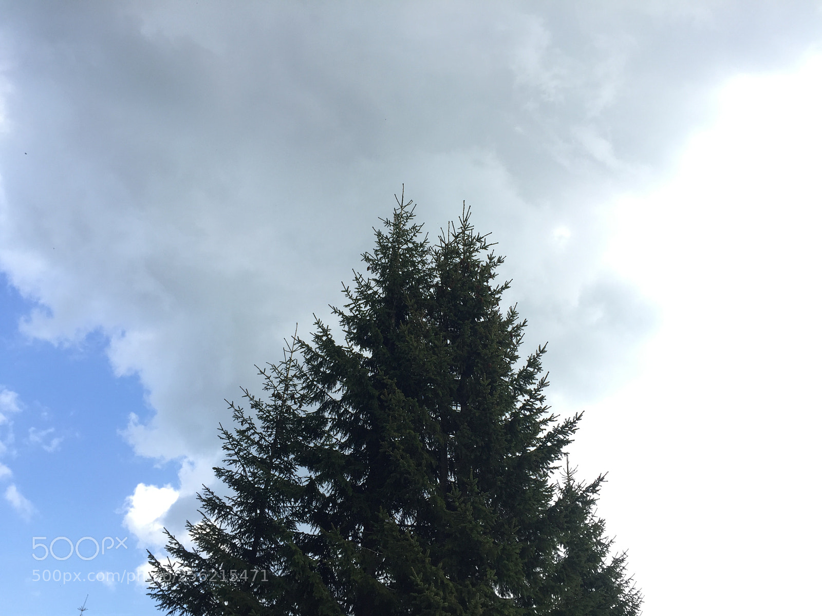 Apple iPhone 6 sample photo. Top of a tree photography