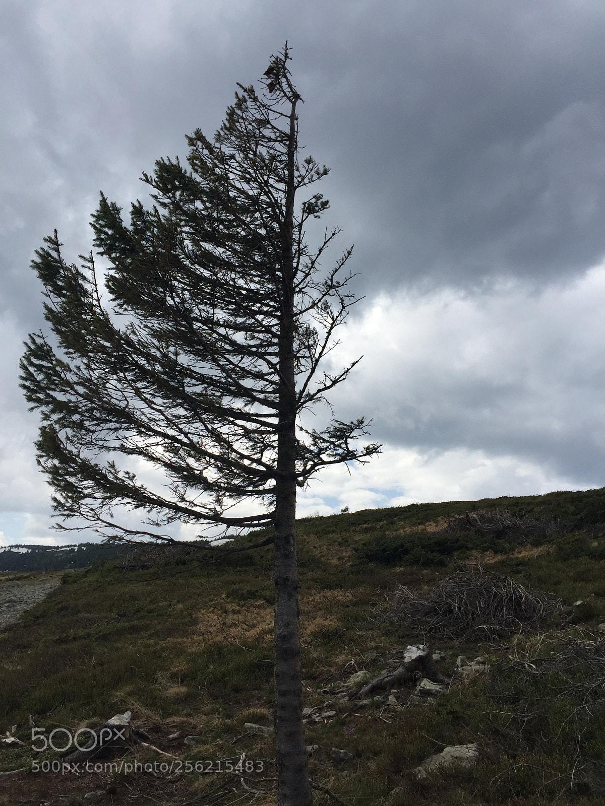Apple iPhone 6 sample photo. Tree with branches on photography