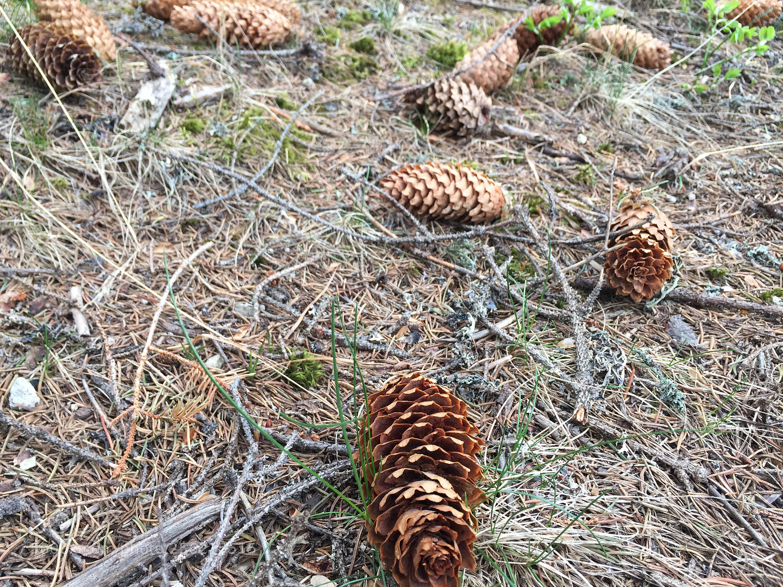 Apple iPhone 6 sample photo. Pine cones on the photography