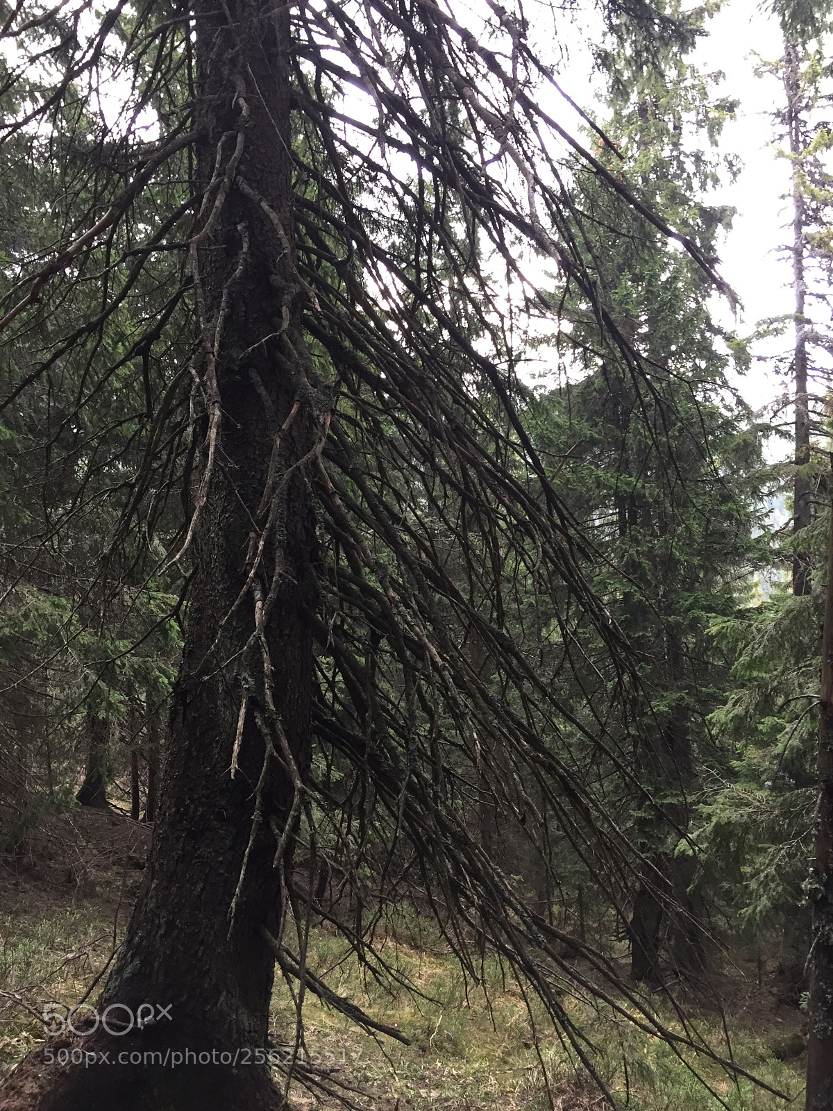 Apple iPhone 6 sample photo. Pine tree with strange photography