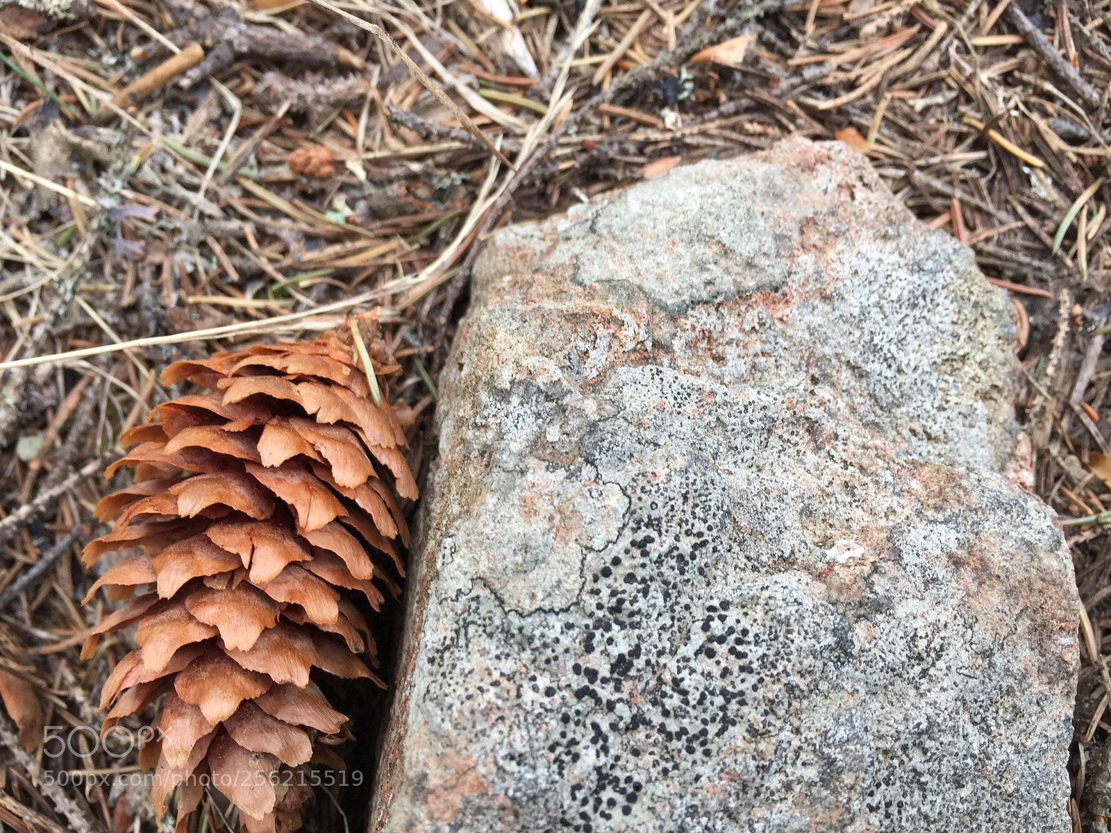 Apple iPhone 6 sample photo. Pine cone and a photography