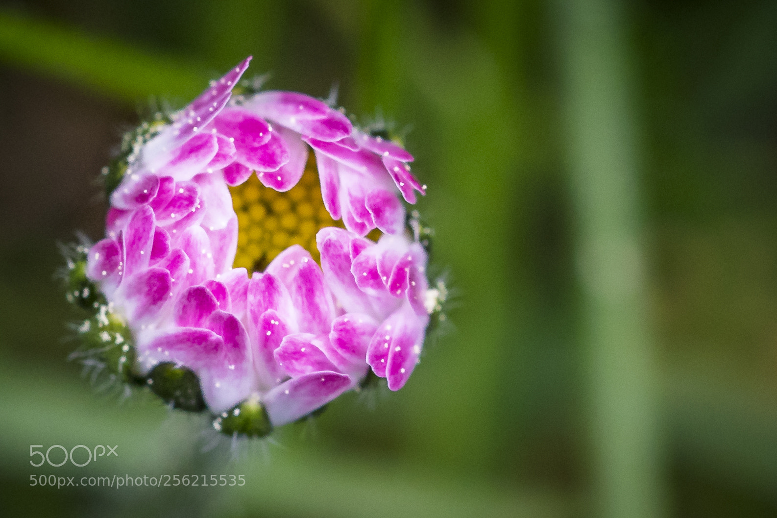 Canon EOS 5D Mark IV sample photo. Closed photography