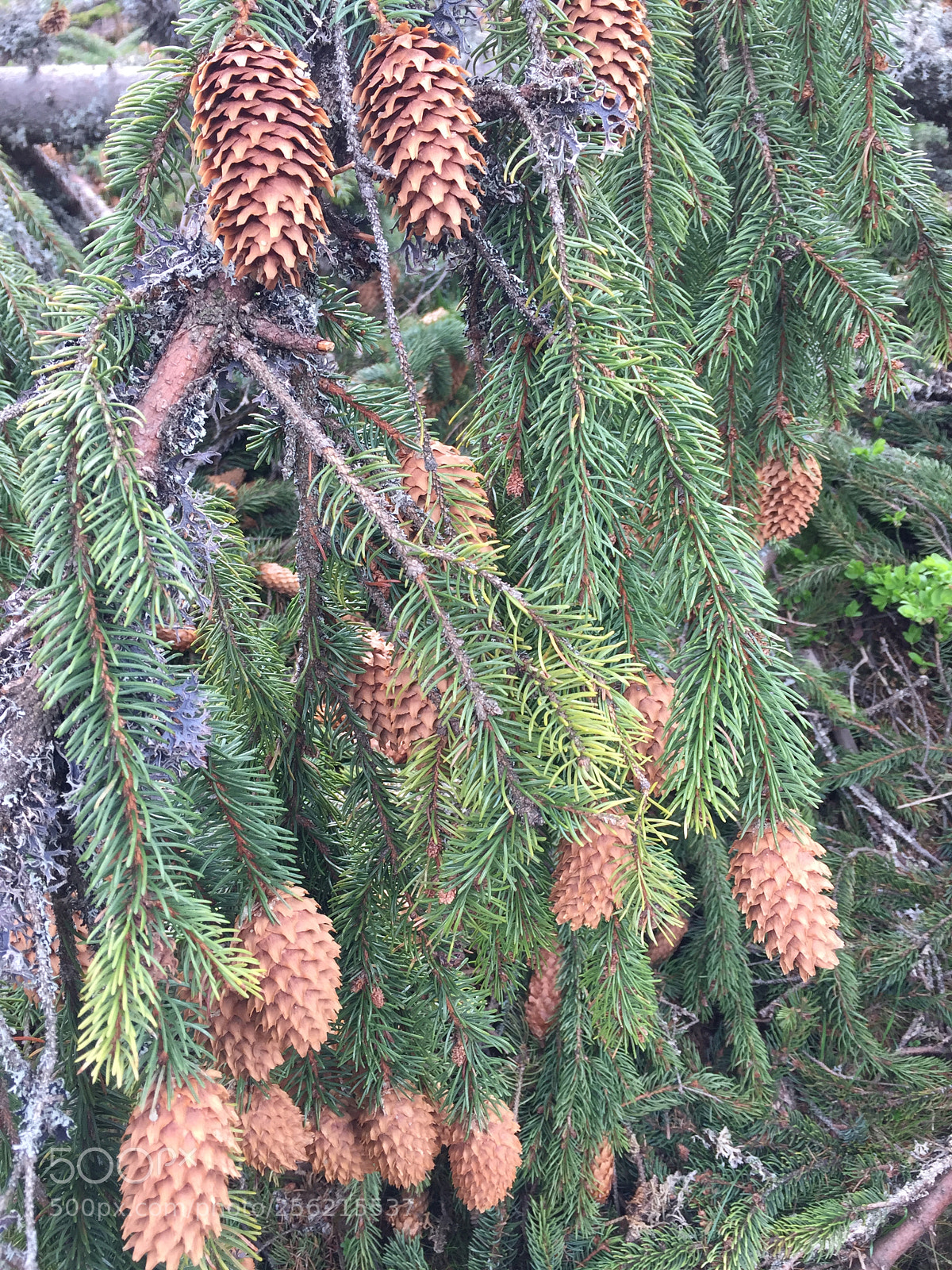 Apple iPhone 6 sample photo. Pine cones on a photography