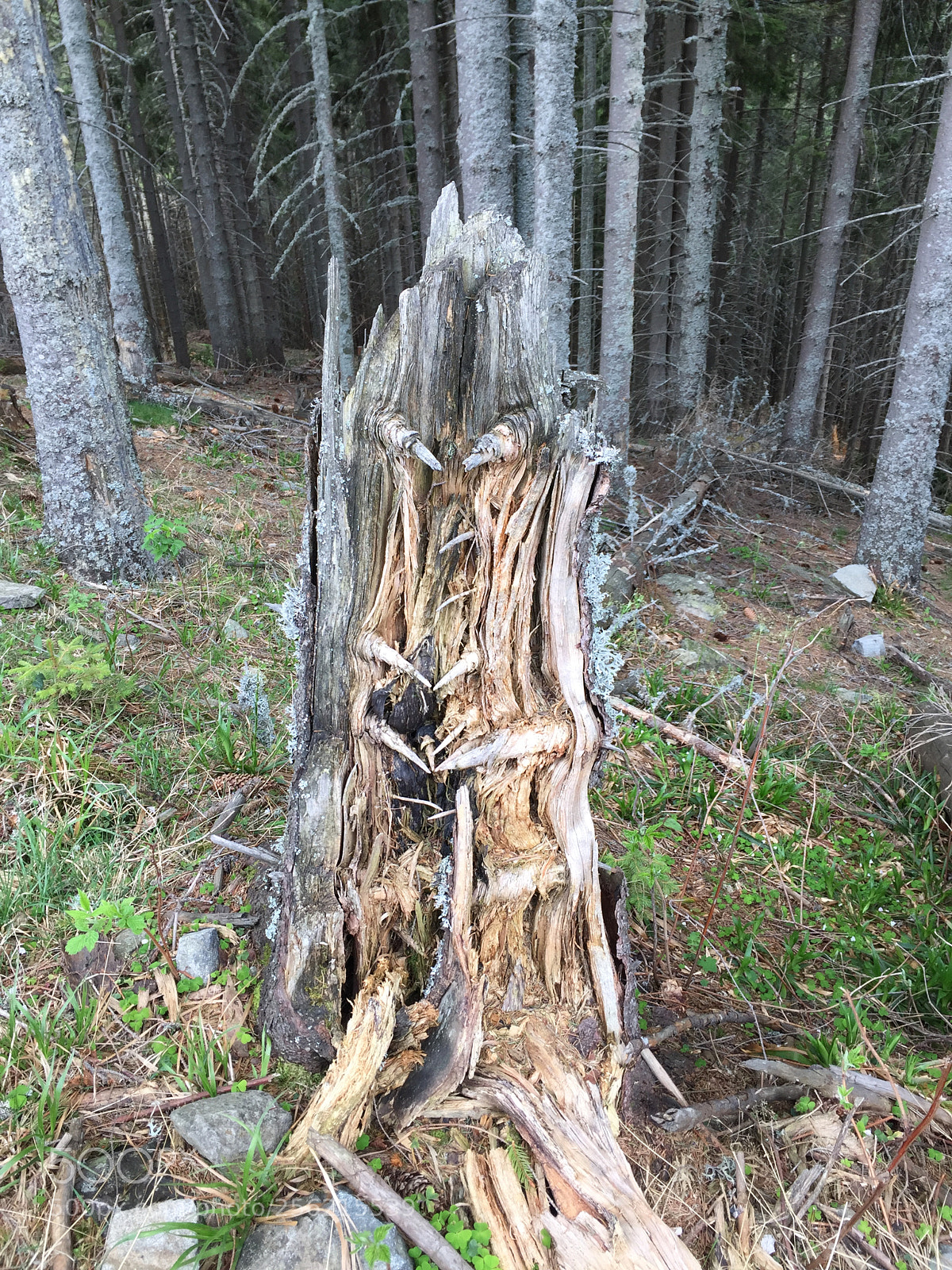 Apple iPhone 6 sample photo. Alien style tree trunk photography