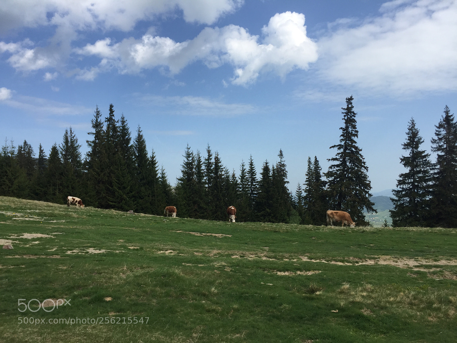 Apple iPhone 6 sample photo. Cows eating grass near photography