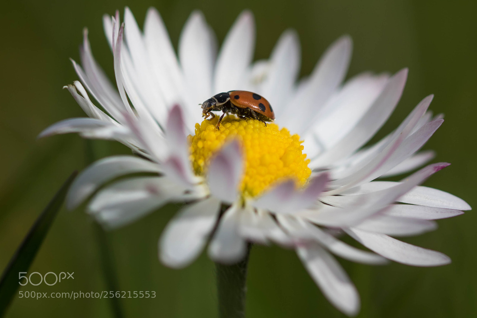 Canon EOS 7D Mark II sample photo. Coccinelle photography