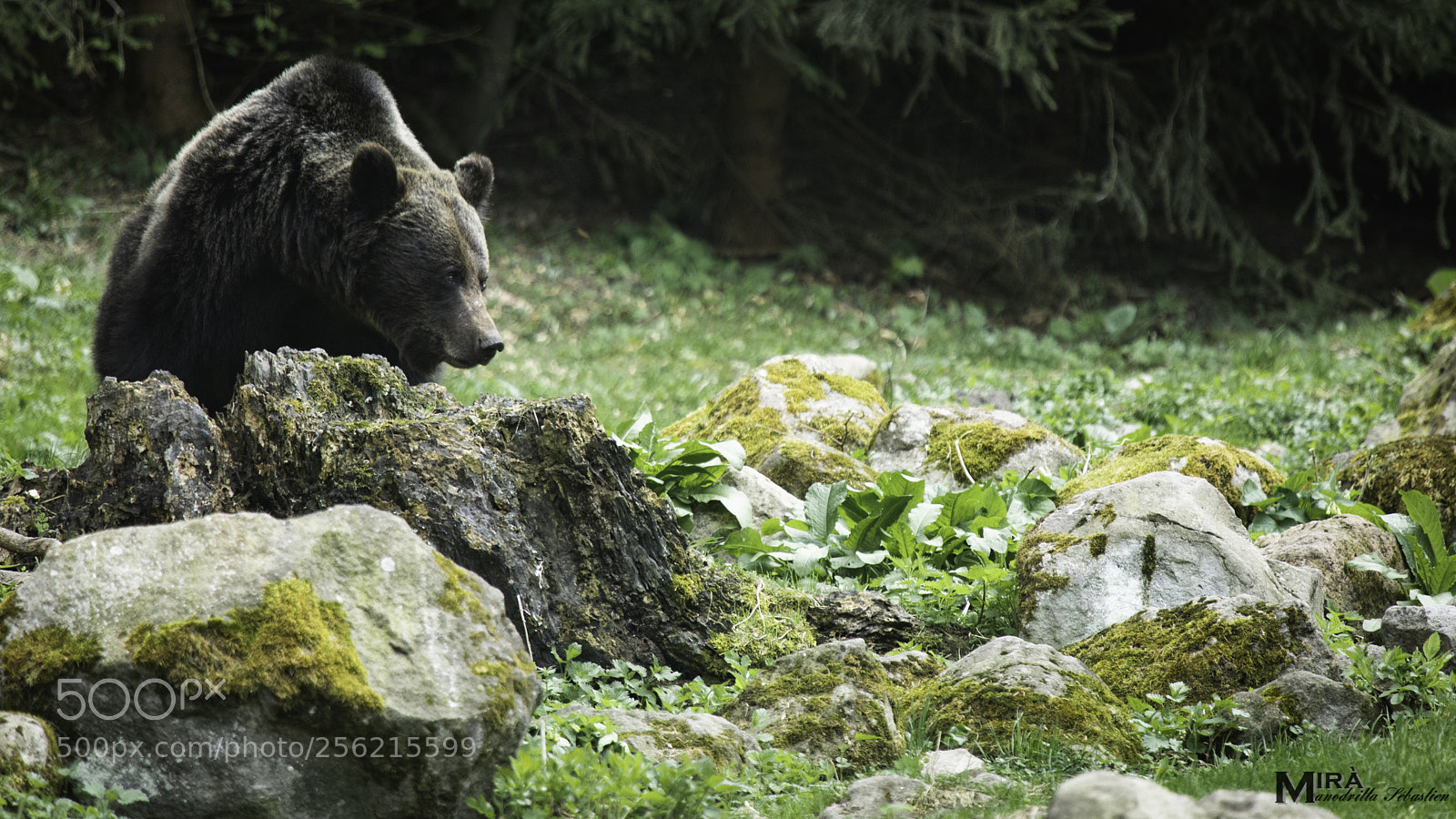 Canon EOS 5D Mark IV sample photo. Forest god photography