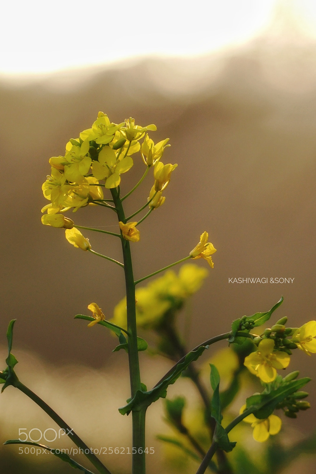 Sony a7 II sample photo. Rape blossoms of the photography
