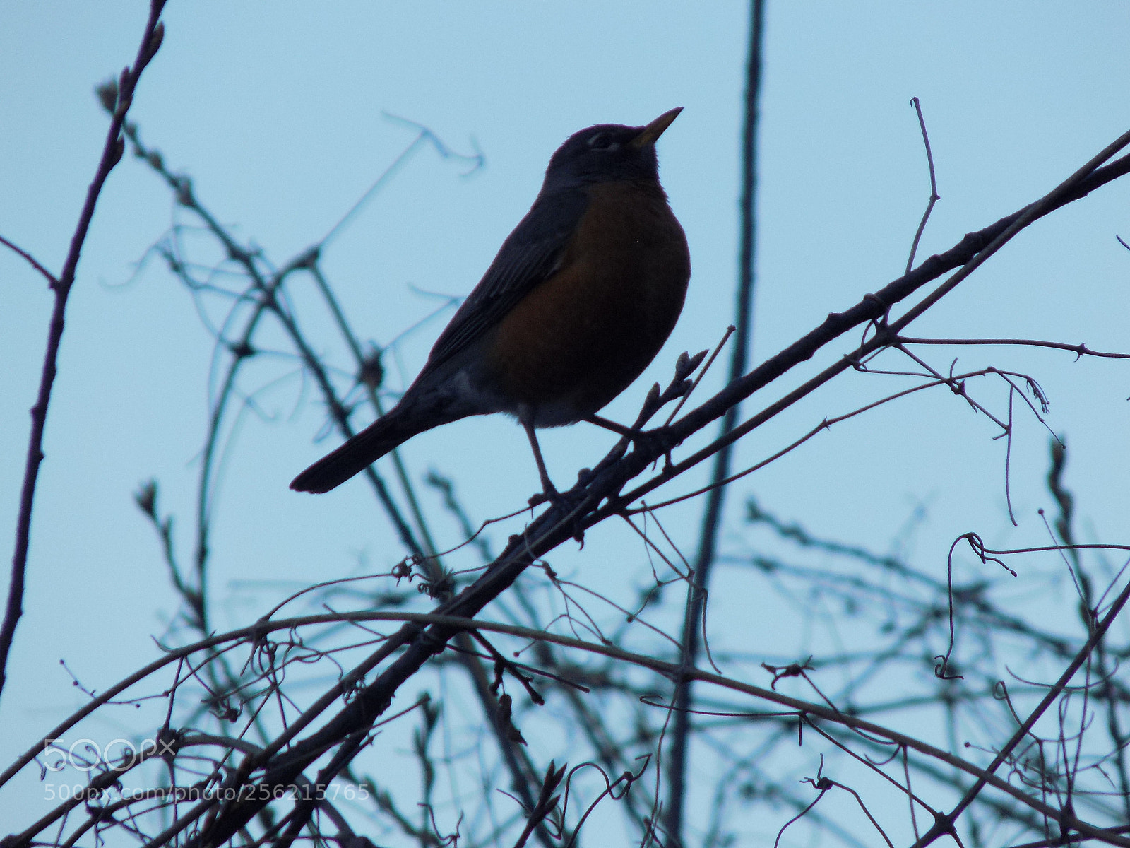 Nikon COOLPIX L340 sample photo. American robin perching photography