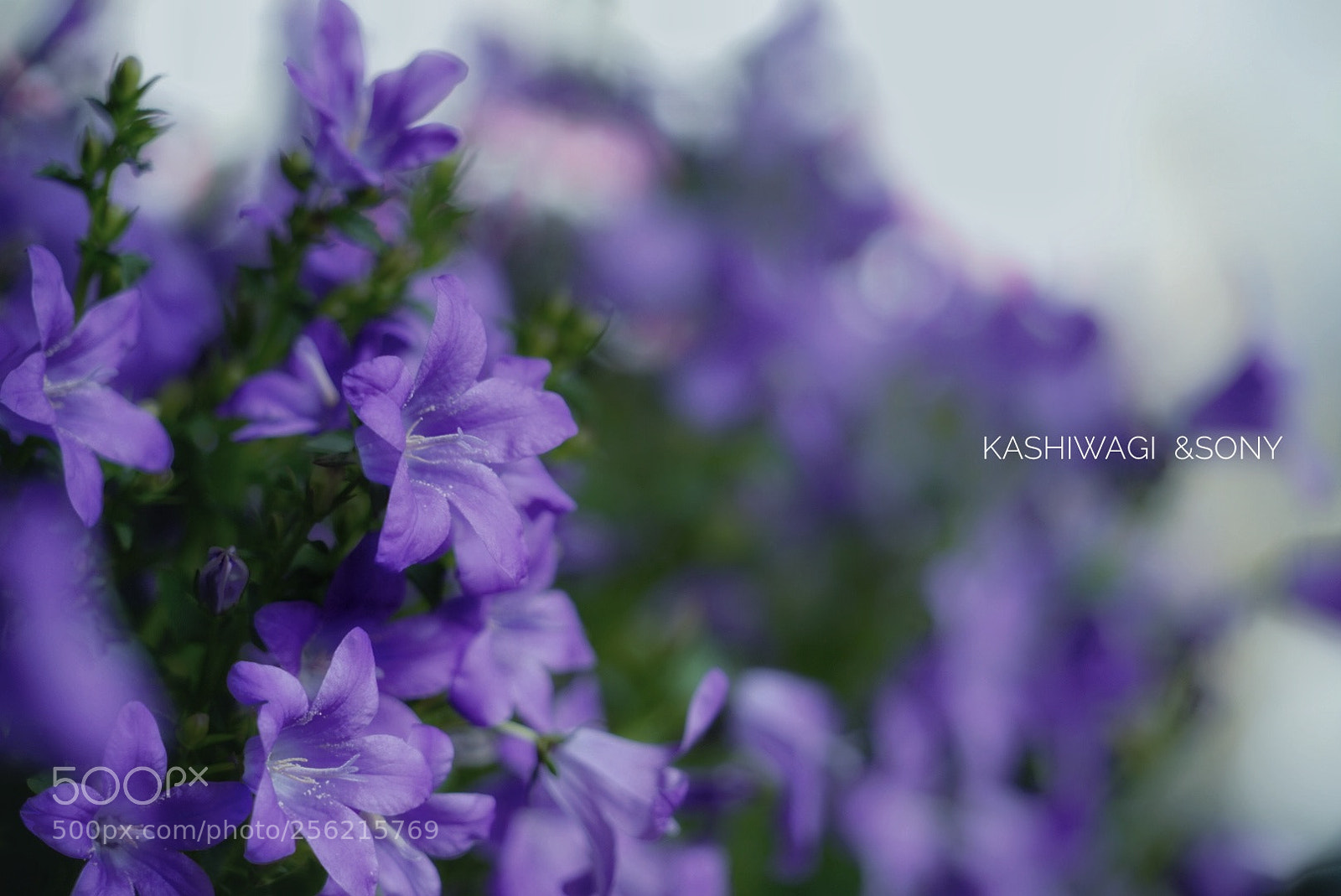 Sony a7 II sample photo. Untitled photography