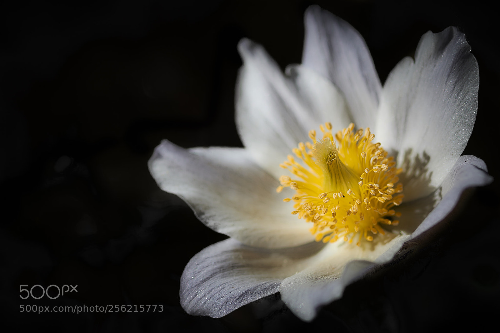 Nikon D850 sample photo. Alone with the sun photography