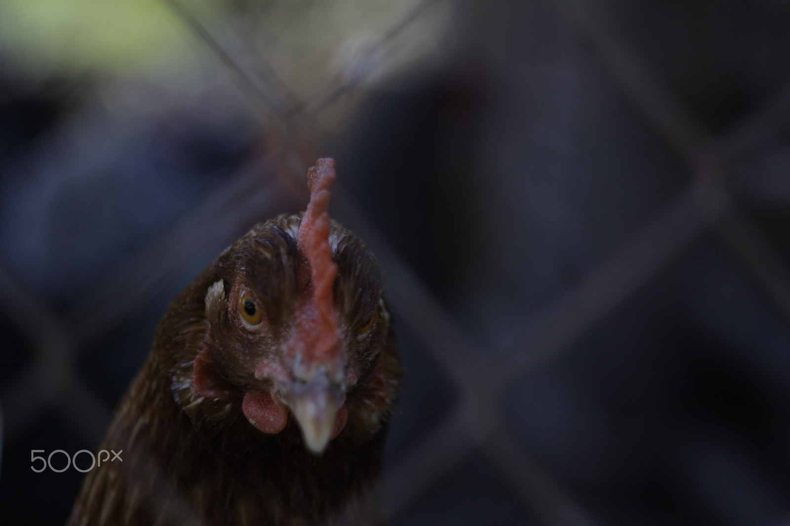 Canon EF 35-80mm f/4-5.6 sample photo. Hello chicken! :) photography