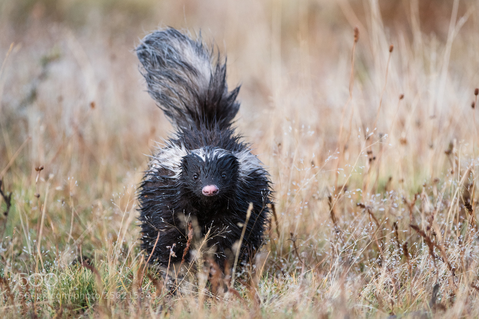 Nikon D500 sample photo. Patagonian hog-nosed skunk photography