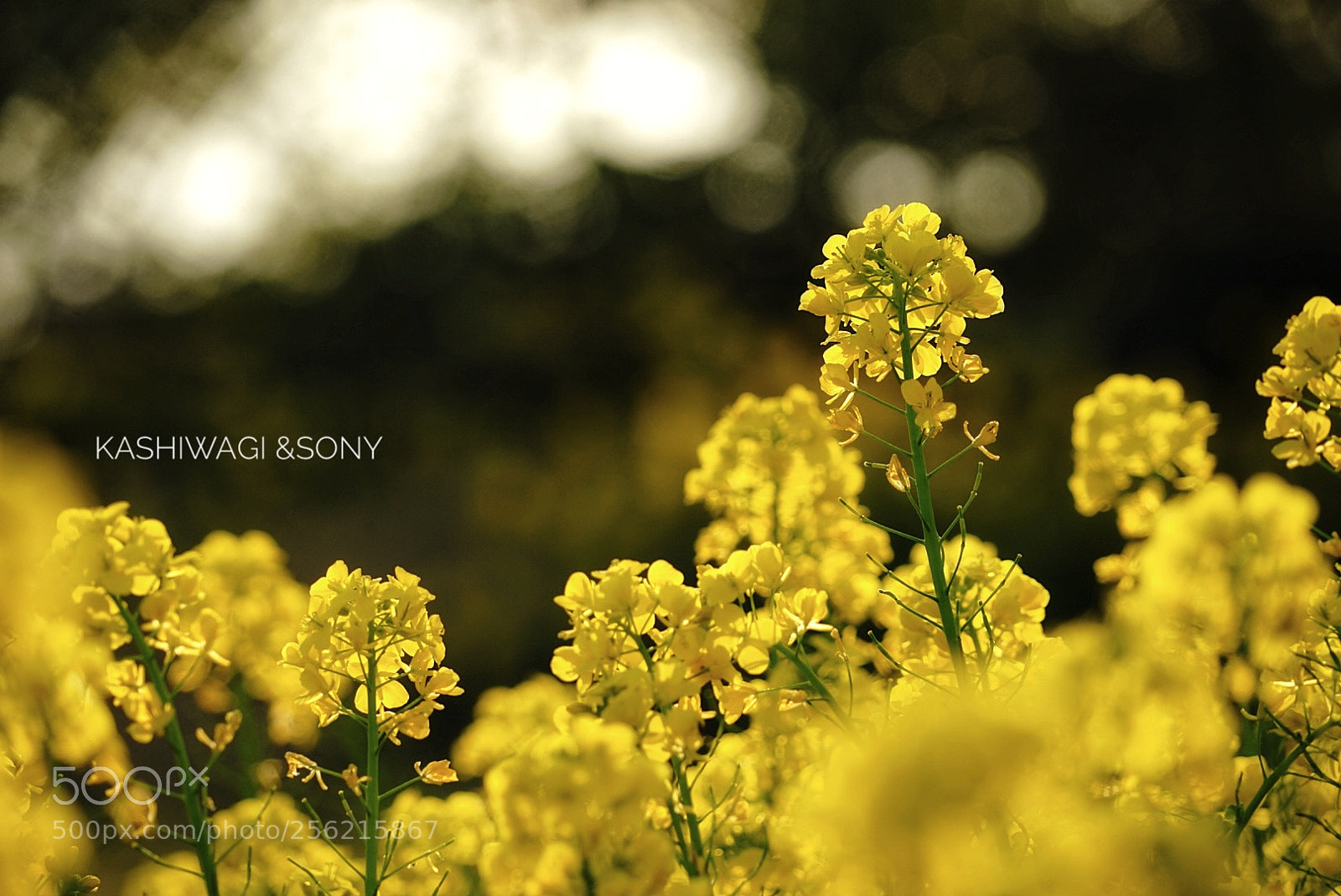 Sony a7 II sample photo. Rape blossoms of the photography