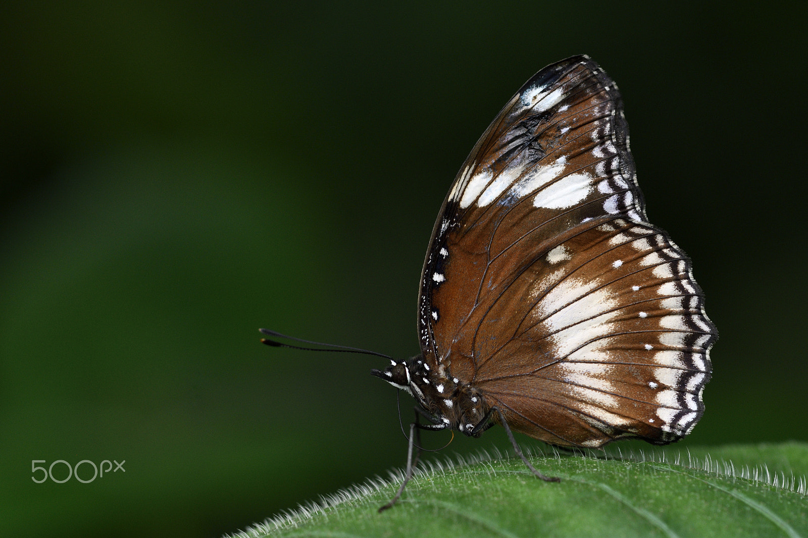 Nikon AF-S Micro-Nikkor 105mm F2.8G IF-ED VR sample photo. Danaus affinis photography