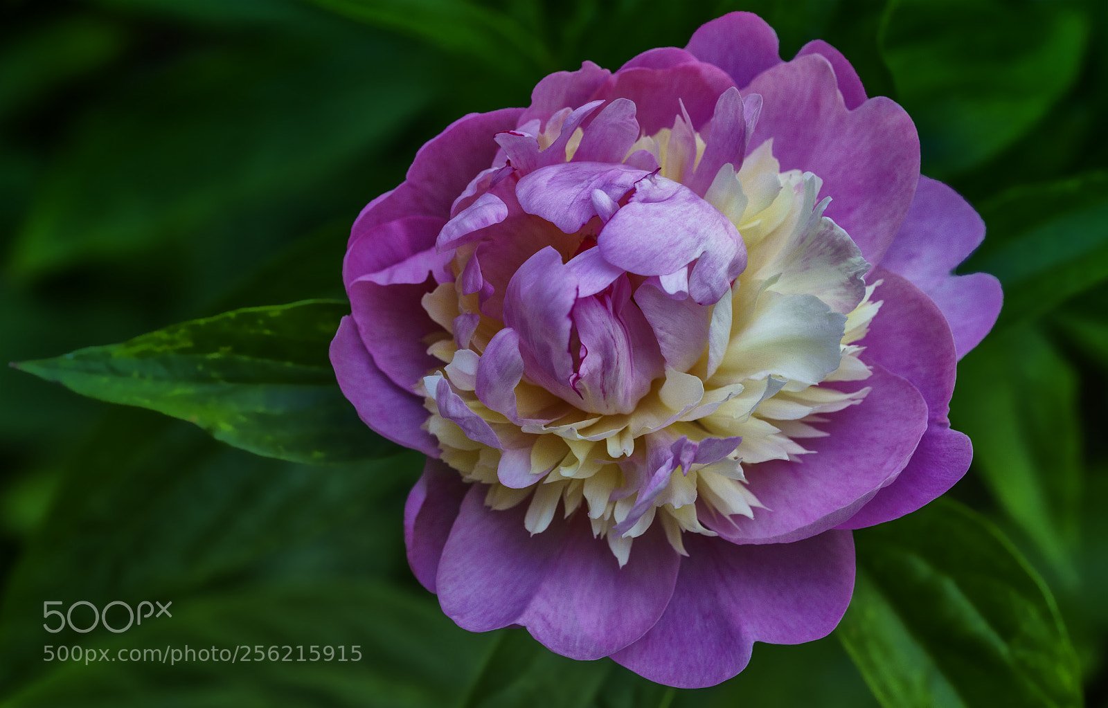 Sony a7R II sample photo. Akay k i e photography