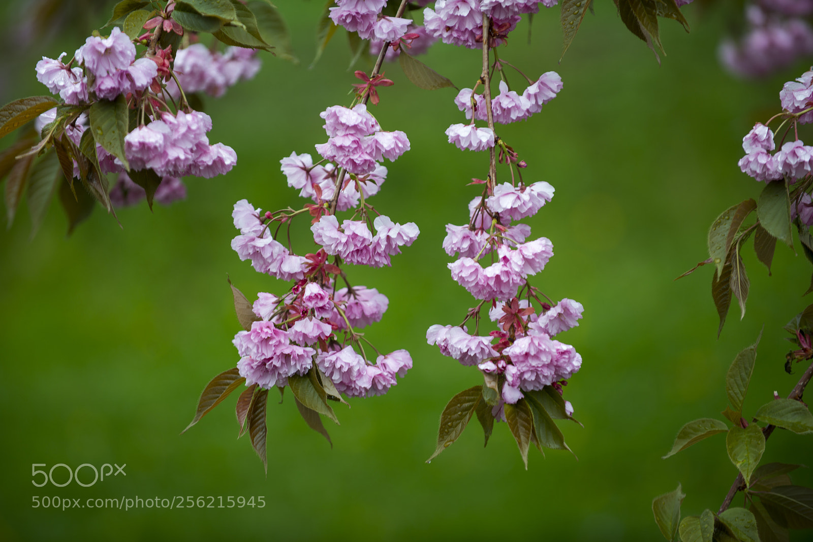 Nikon D800 sample photo. Last of the spring photography