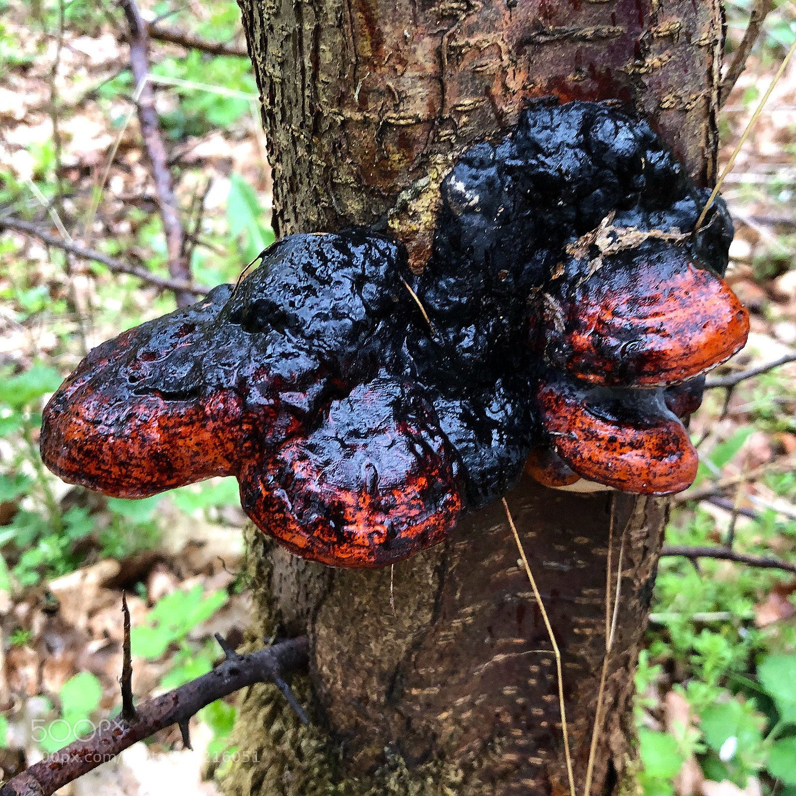 Apple iPhone 8 Plus sample photo. Amazing mushrooms photography