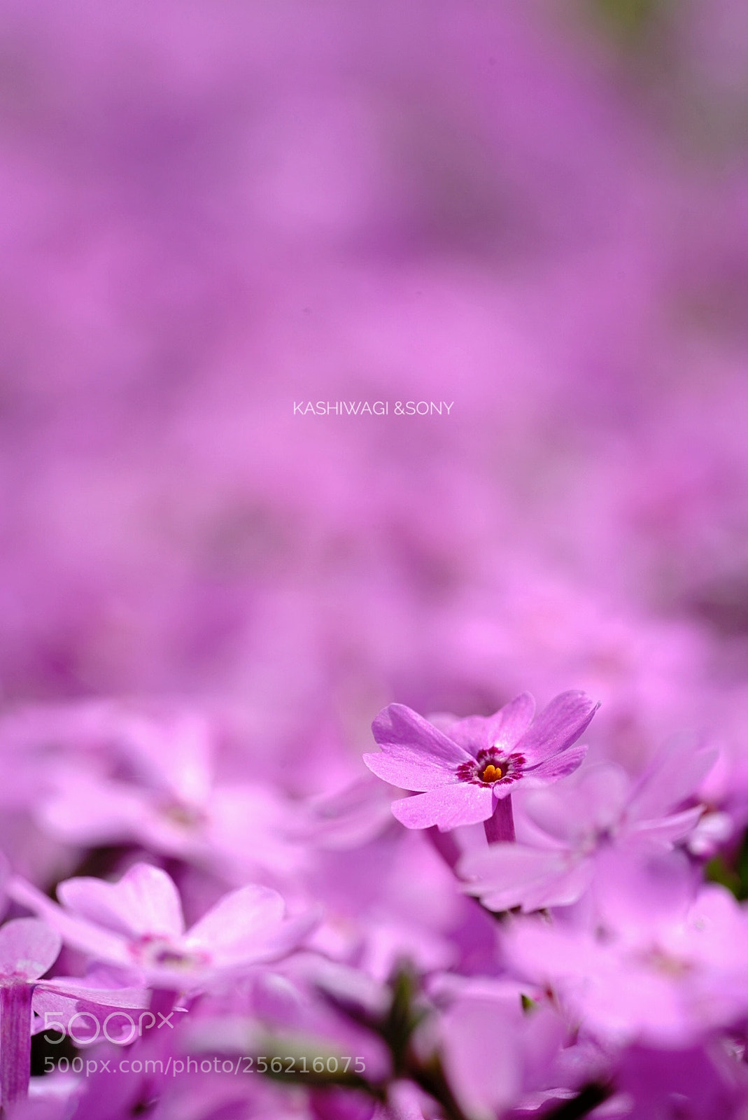 Sony a7 II sample photo. Pink pink pink moss photography
