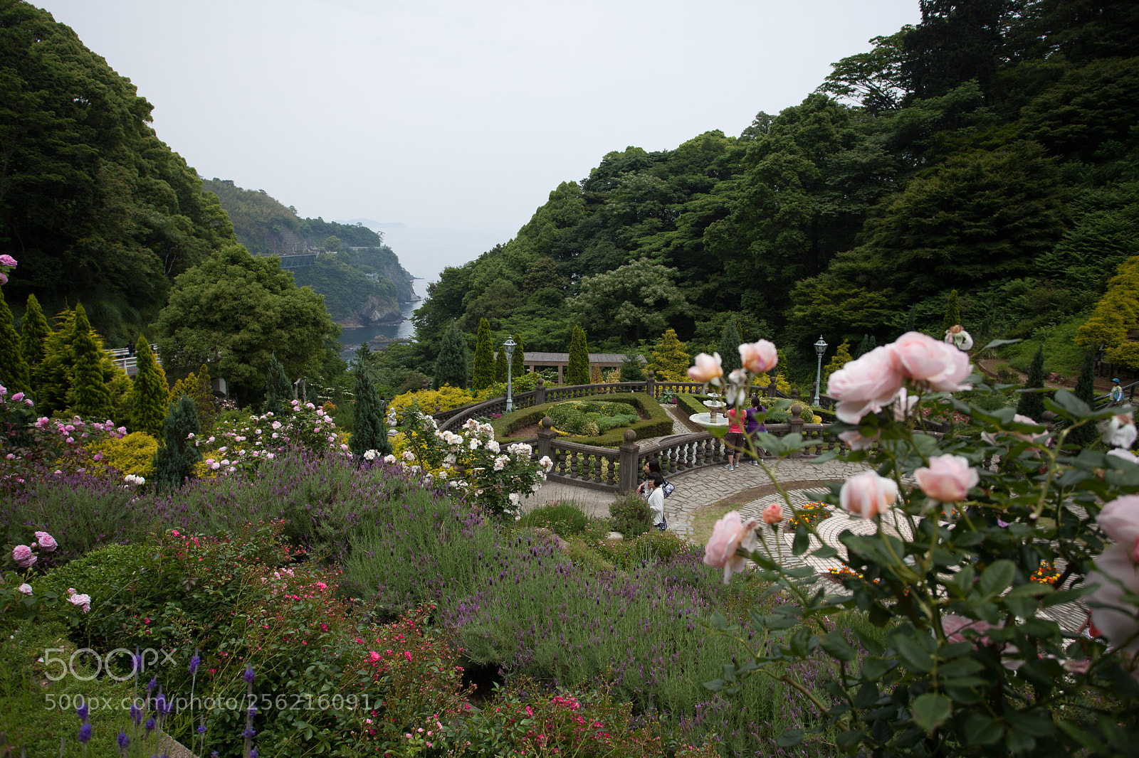 Canon EOS 5D Mark II sample photo. Roses img photography