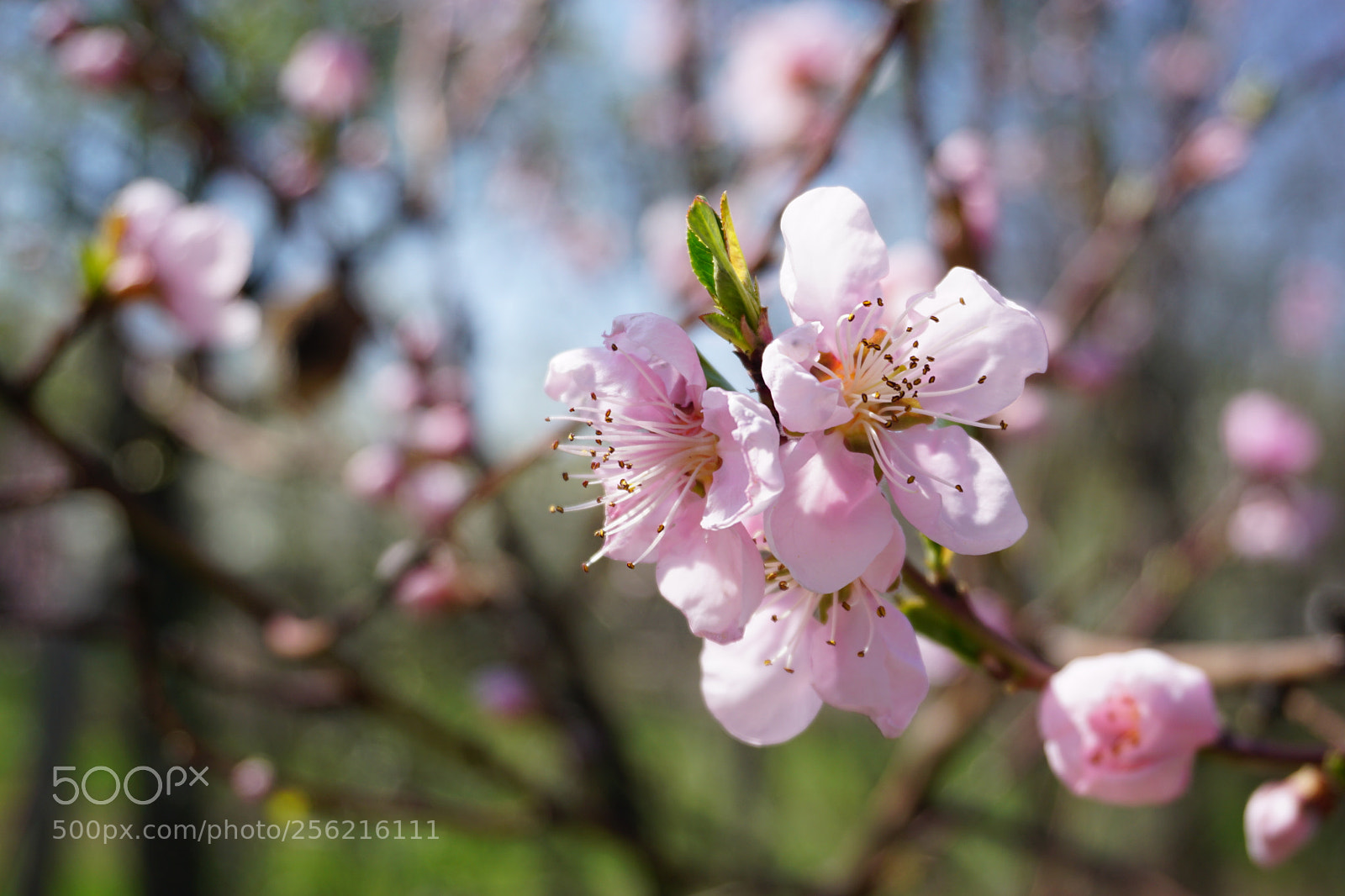 Sony a6000 sample photo. Blossom photography