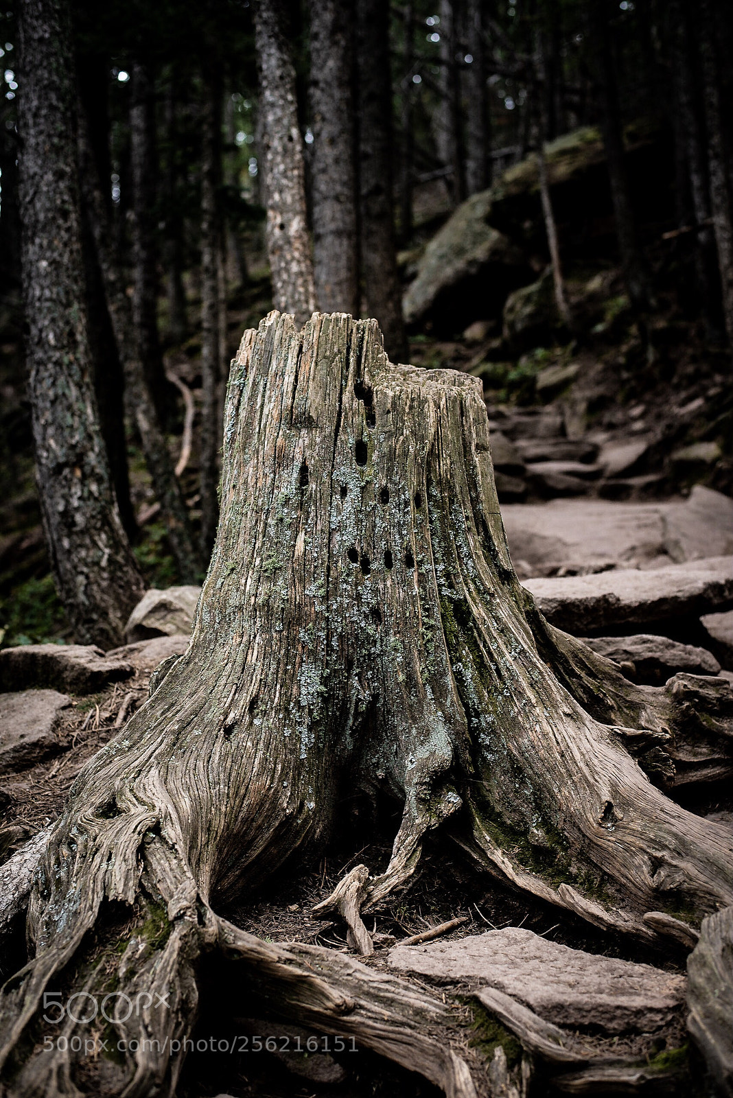 Nikon D800E sample photo. Stumped photography