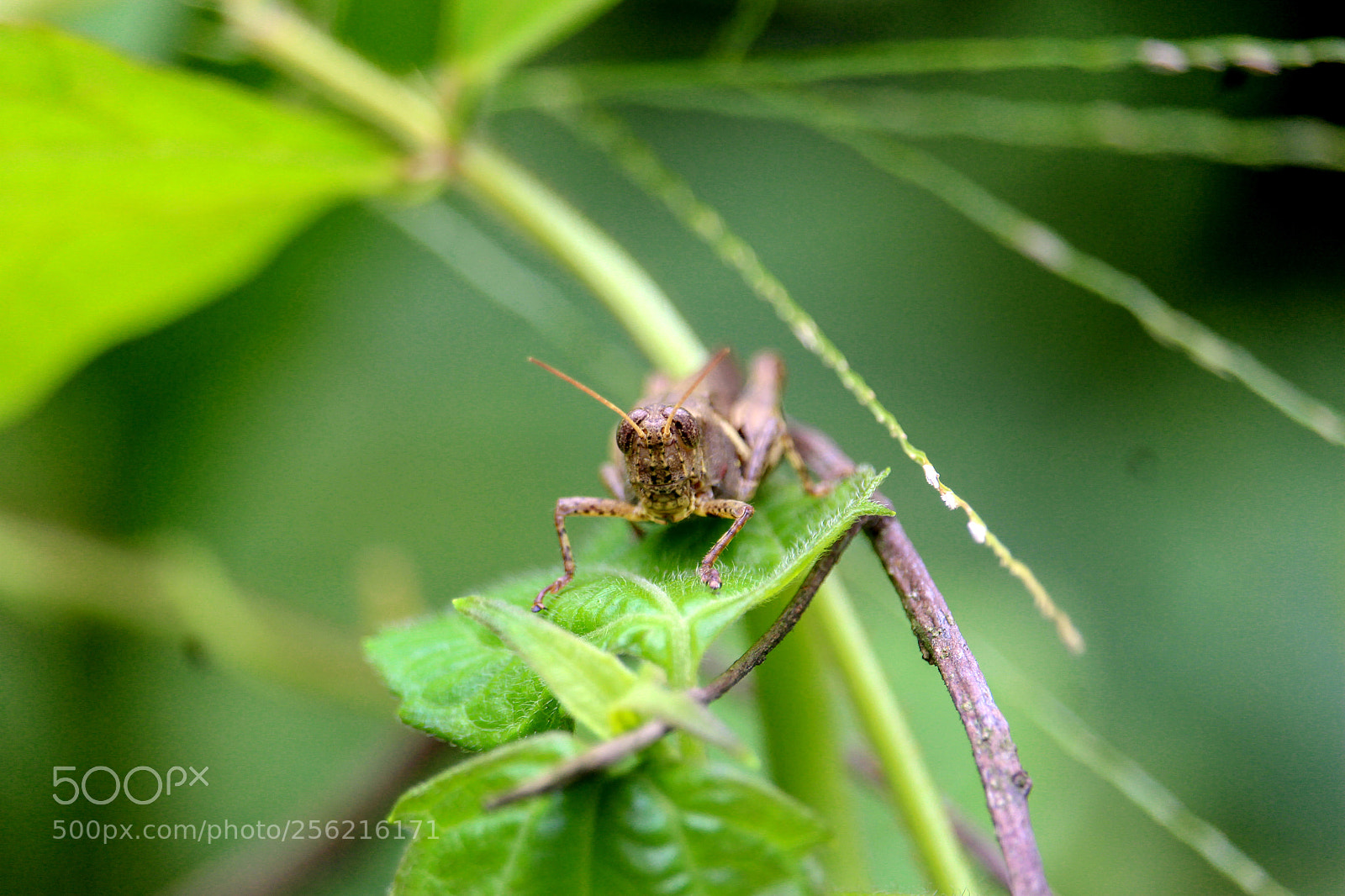 Canon EOS 700D (EOS Rebel T5i / EOS Kiss X7i) sample photo. Bug photography