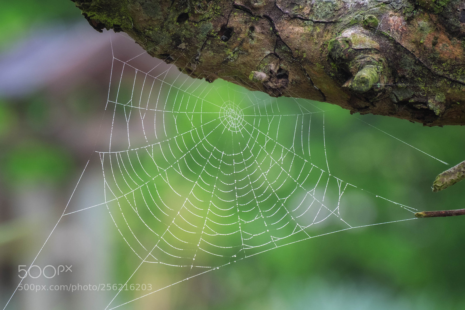 Fujifilm X-T10 sample photo. Spiders work photography