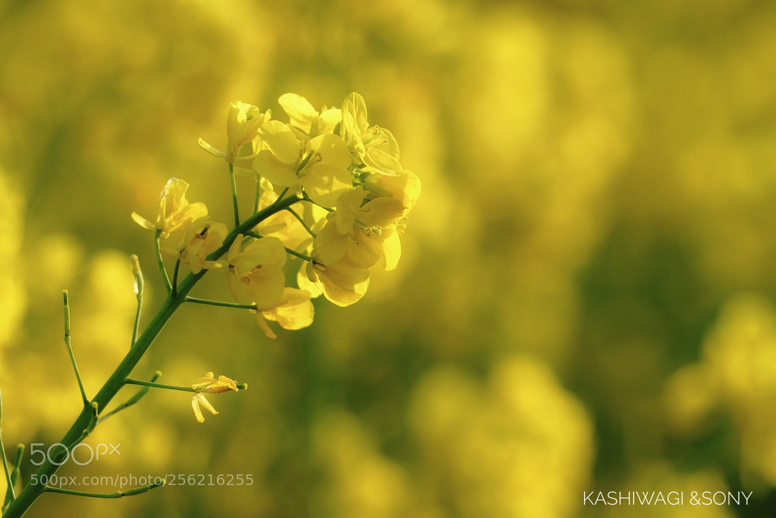 Sony a7 II sample photo. Rape blossoms of the photography