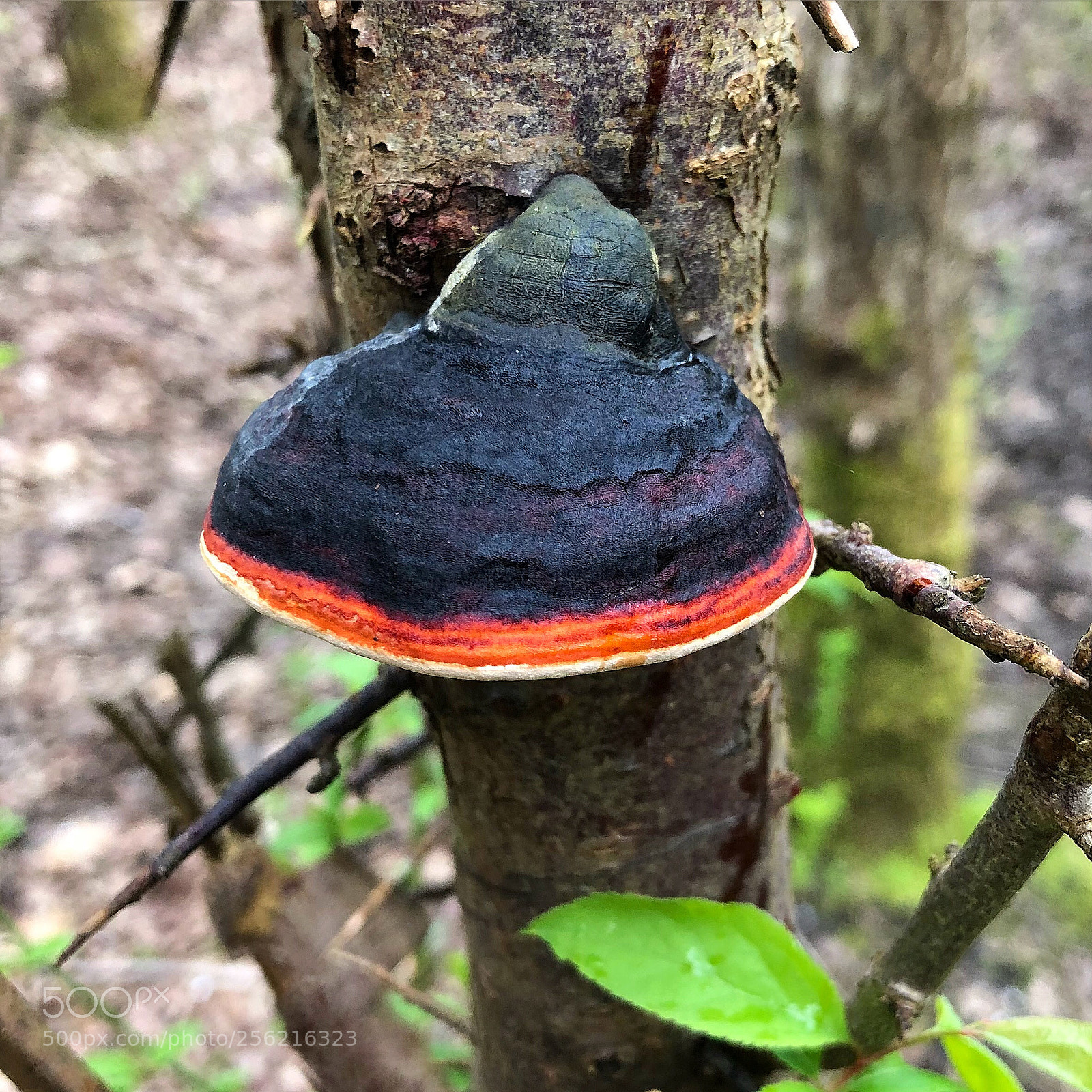 Apple iPhone 8 Plus sample photo. Beautiful mushroom photography