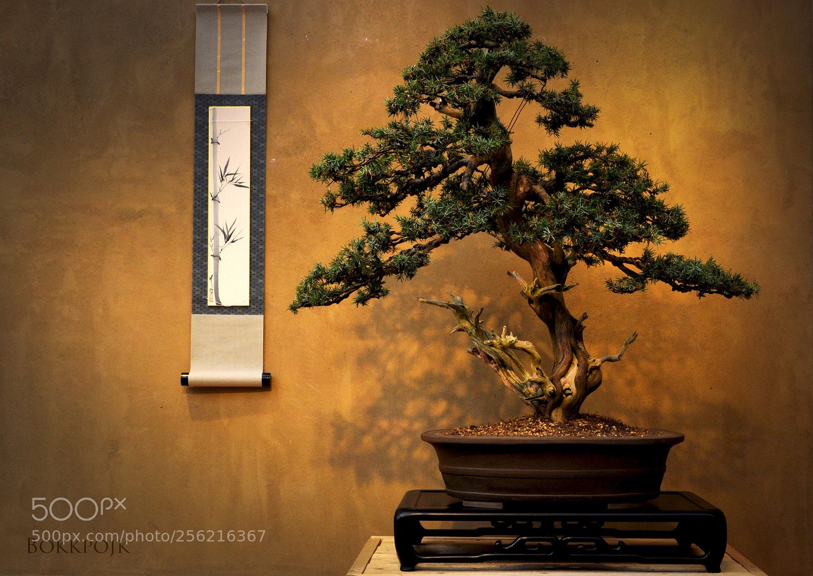 Nikon D5000 sample photo. Bonsai photography