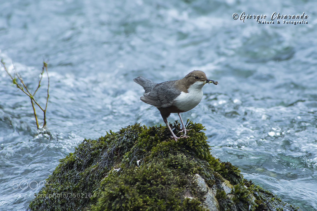 Canon EOS 7D Mark II sample photo. Merlo acquaiolo photography
